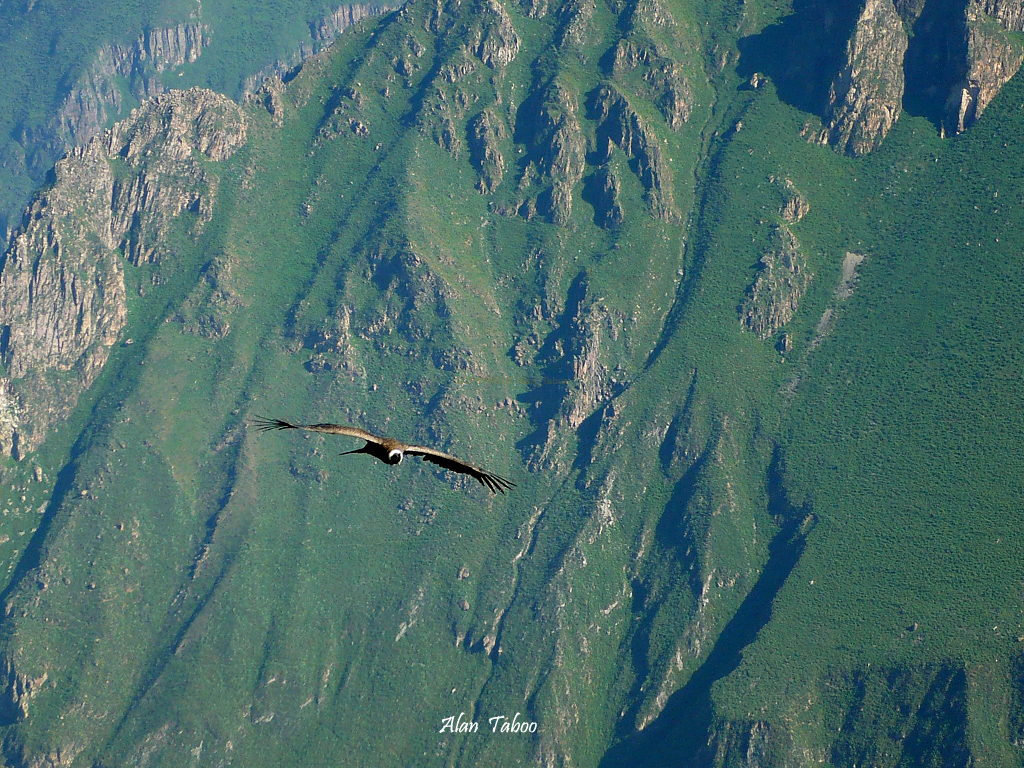 Condor perou