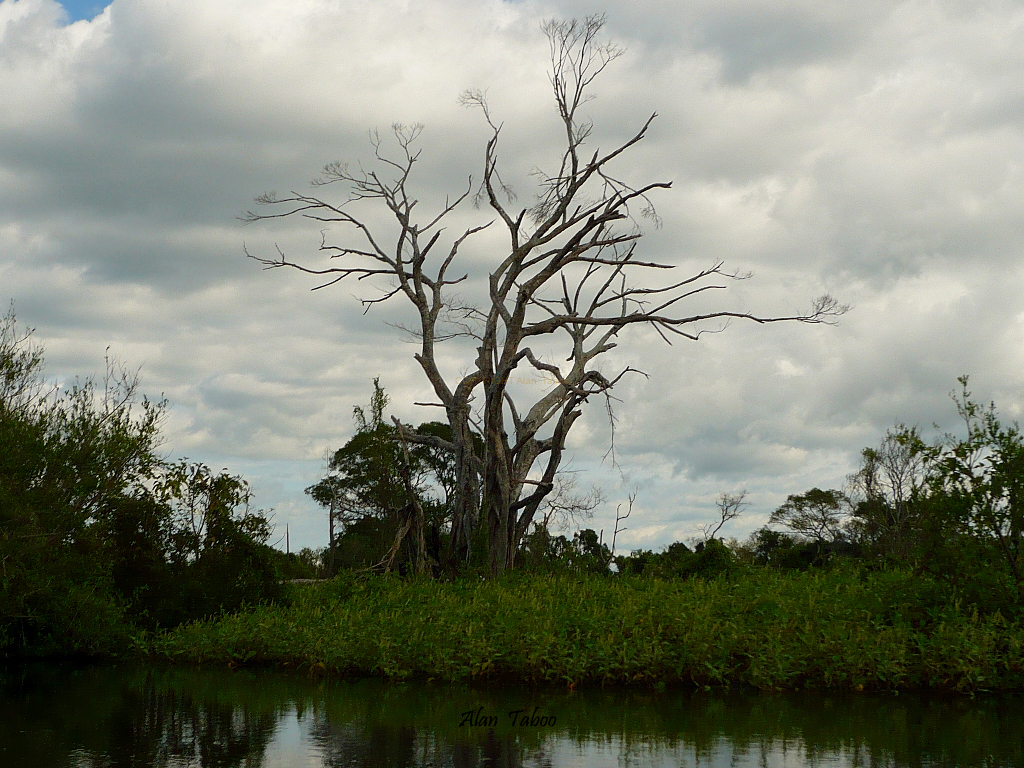 amazonie