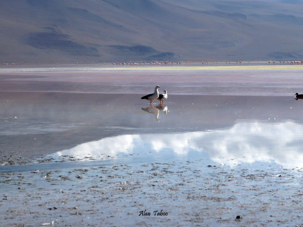bolivie  laguna