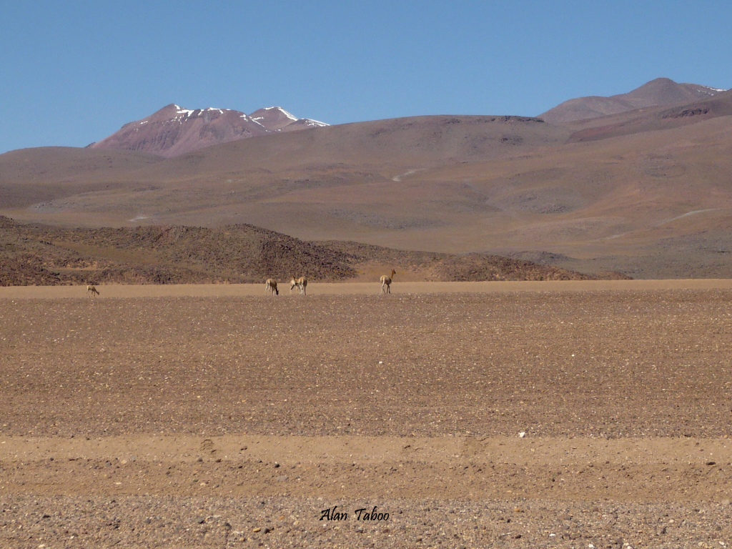 bolivie desert.