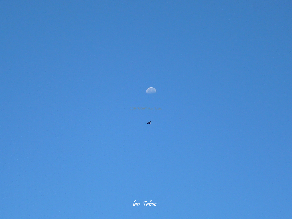 colca condor