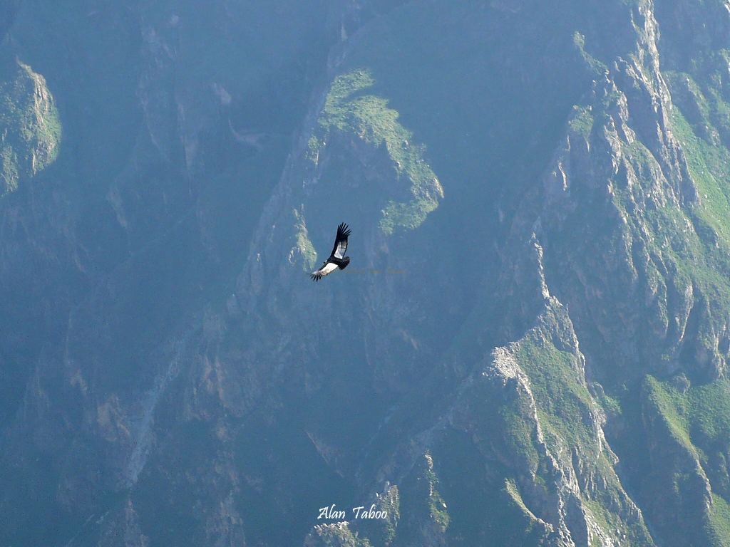 colca.