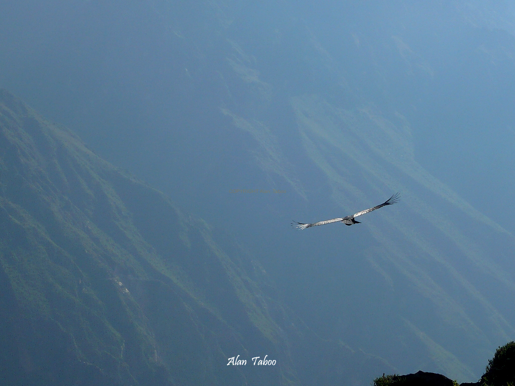 colca
