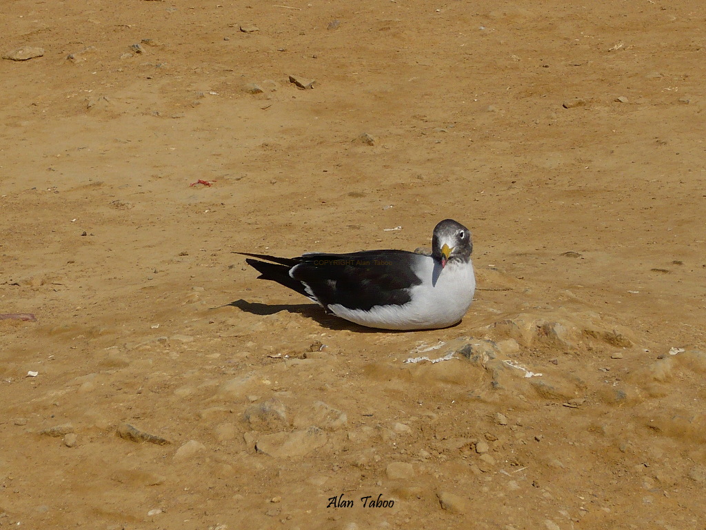 pacifique.