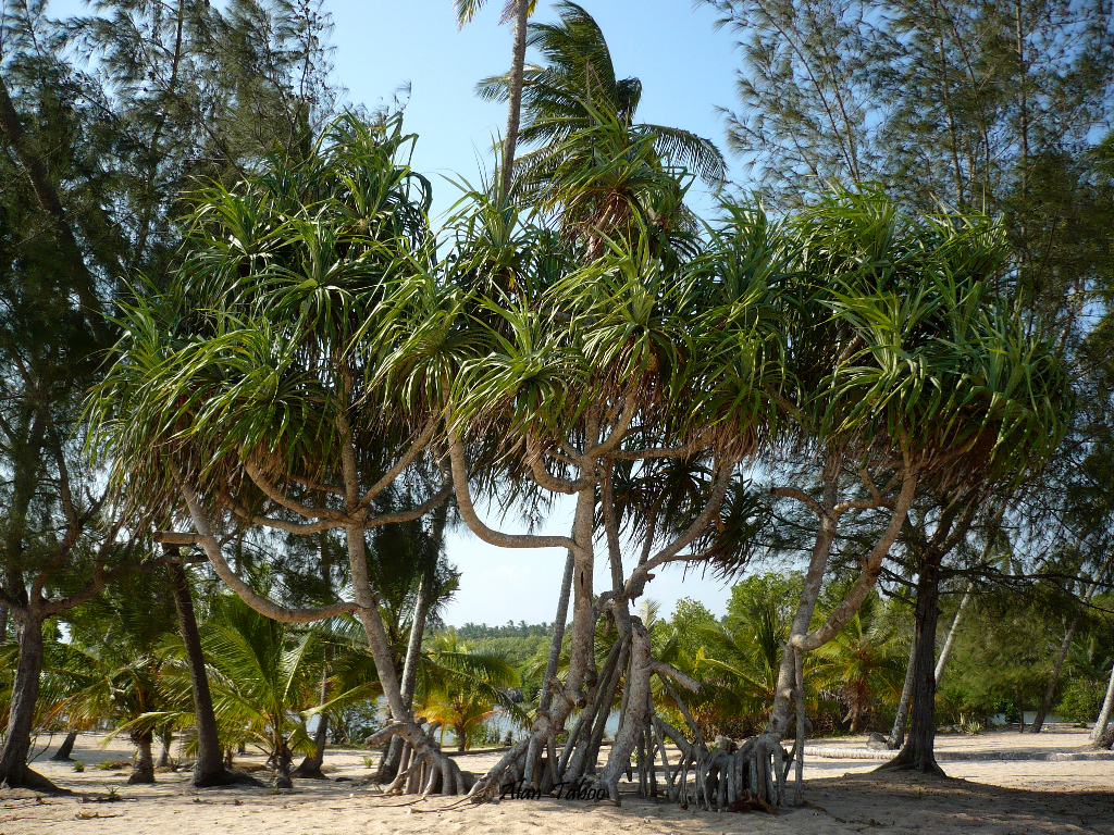 tangalle.