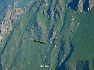 Condor perou