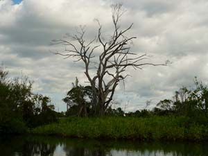 amazonie
