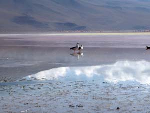 bolivie  laguna
