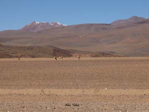 bolivie desert.