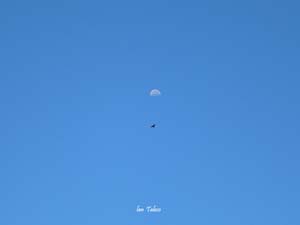 colca condor