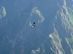 colca.