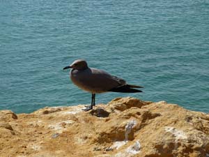 pacifique