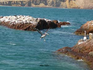 paracas