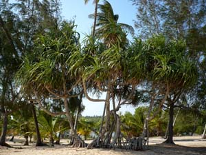 tangalle.