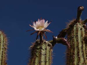 tupiza cactus