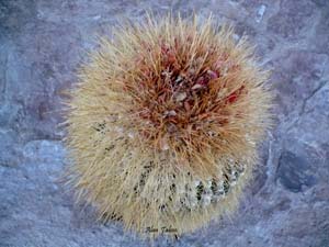 uyuni cactus